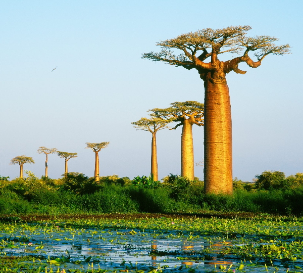 Madagascar