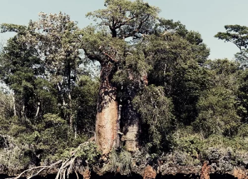 Madagascar