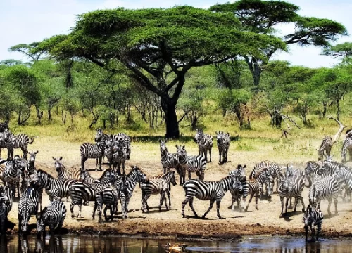 Tanzania