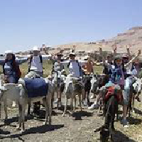 donkey ride in the desert