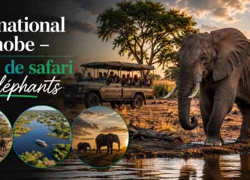 Parc national de Chobe – Guide de safari aux éléphants