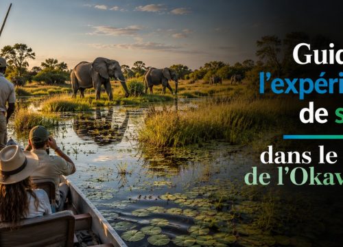 Guide de l’expérience de safari dans le delta de l’Okavango