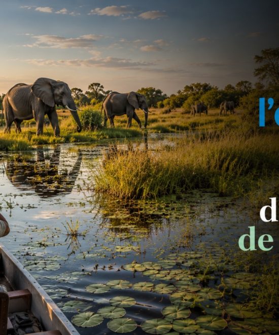 Guide de l’expérience de safari dans le delta de l’Okavango